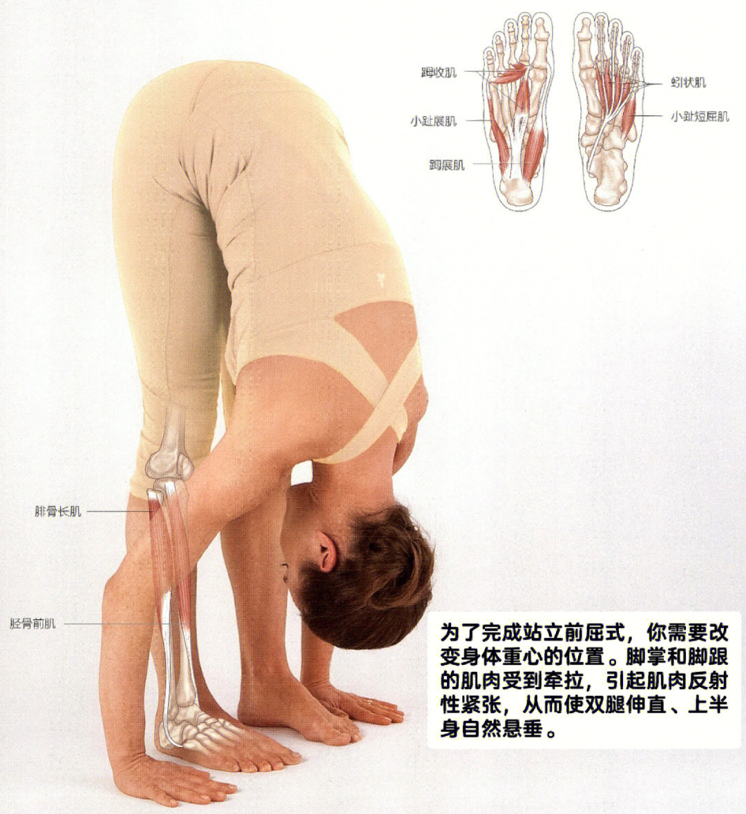 前屈体式2医学瑜伽学习