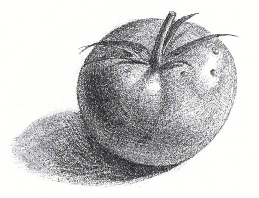 西红柿素描单体图片