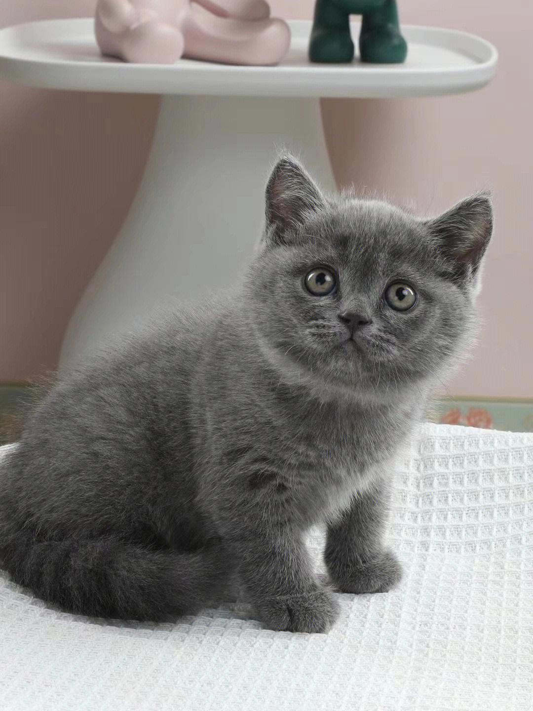 蓝猫妹妹英国短毛猫新手入门领养猫咪