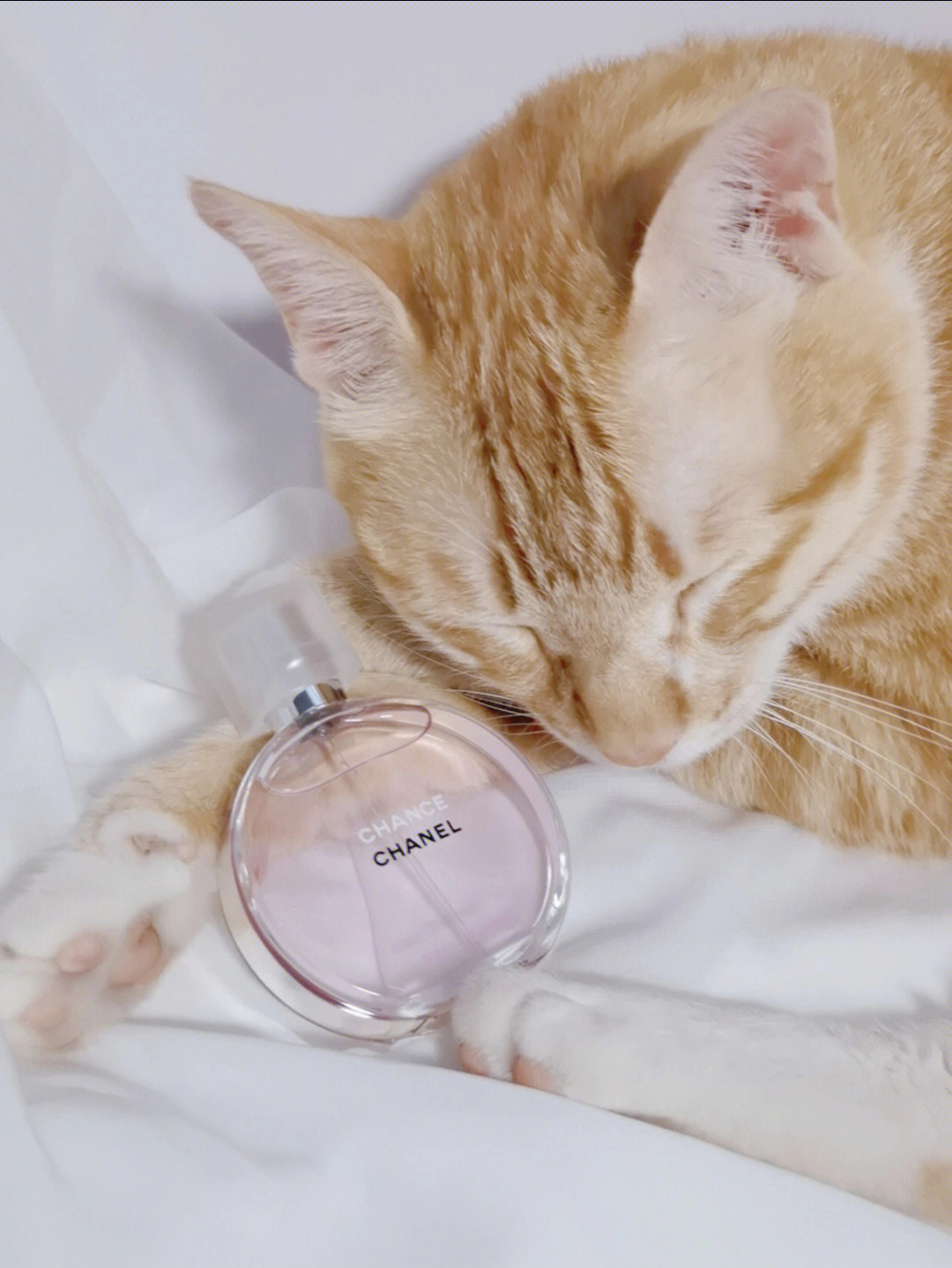 可制香水的香猫图片