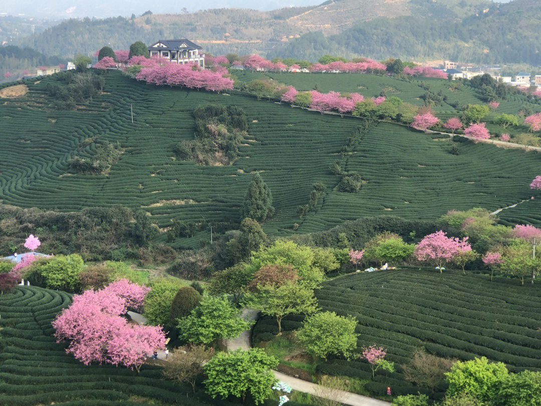 福建永福樱花园