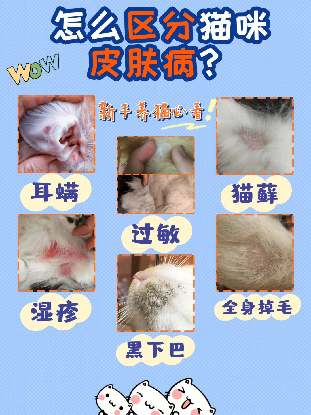 00猫咪各种皮肤病怎么区分71用什么药71