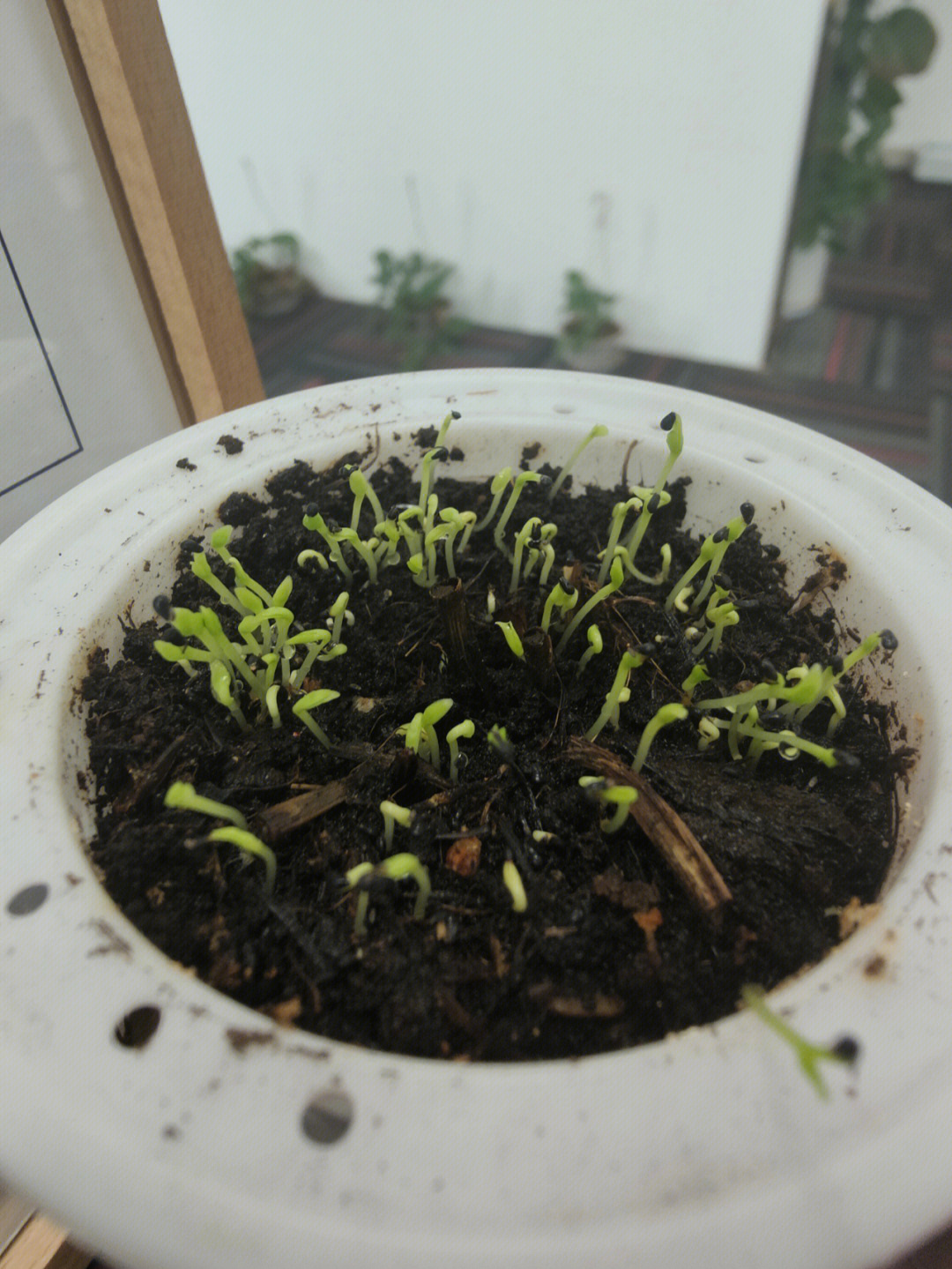 自制火龙果小盆栽,种下去三天后开始发芽了!