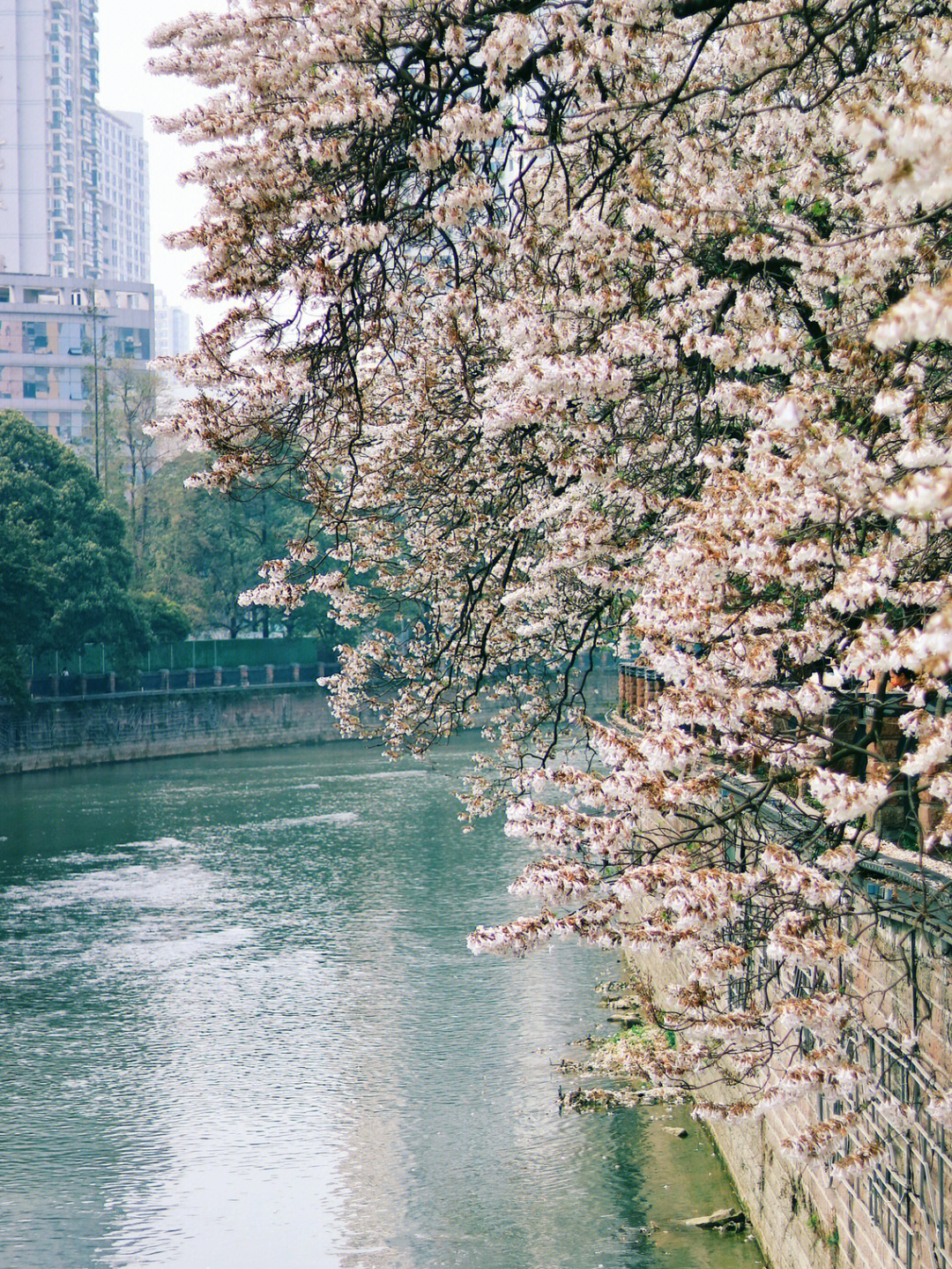 成都泡桐花图片