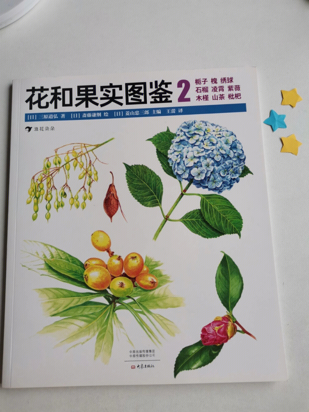 枇杷花图解图片