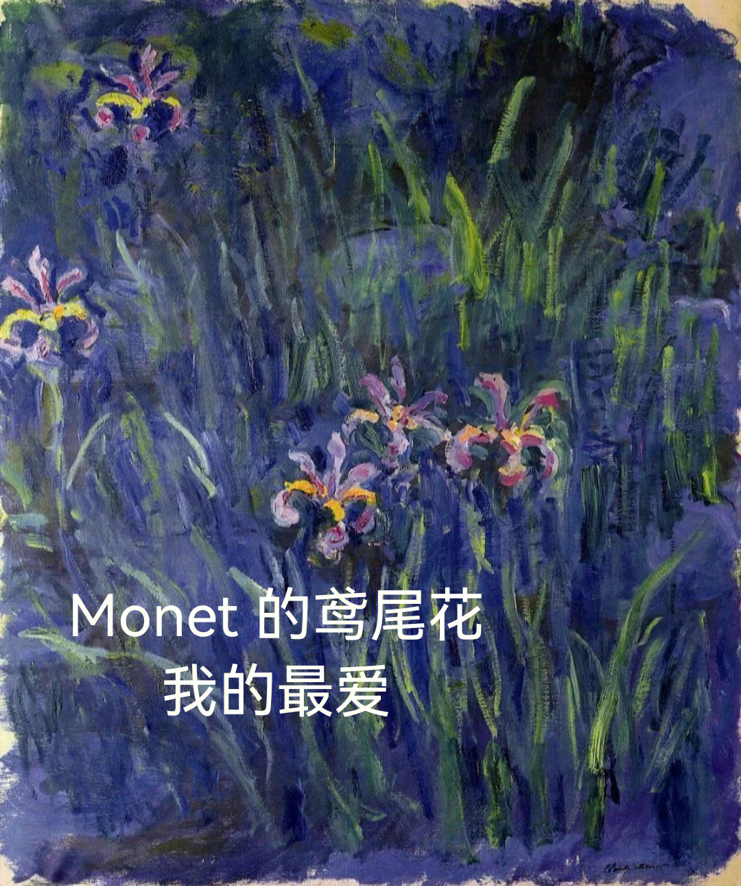 莫奈monet的鸢尾花我的最爱