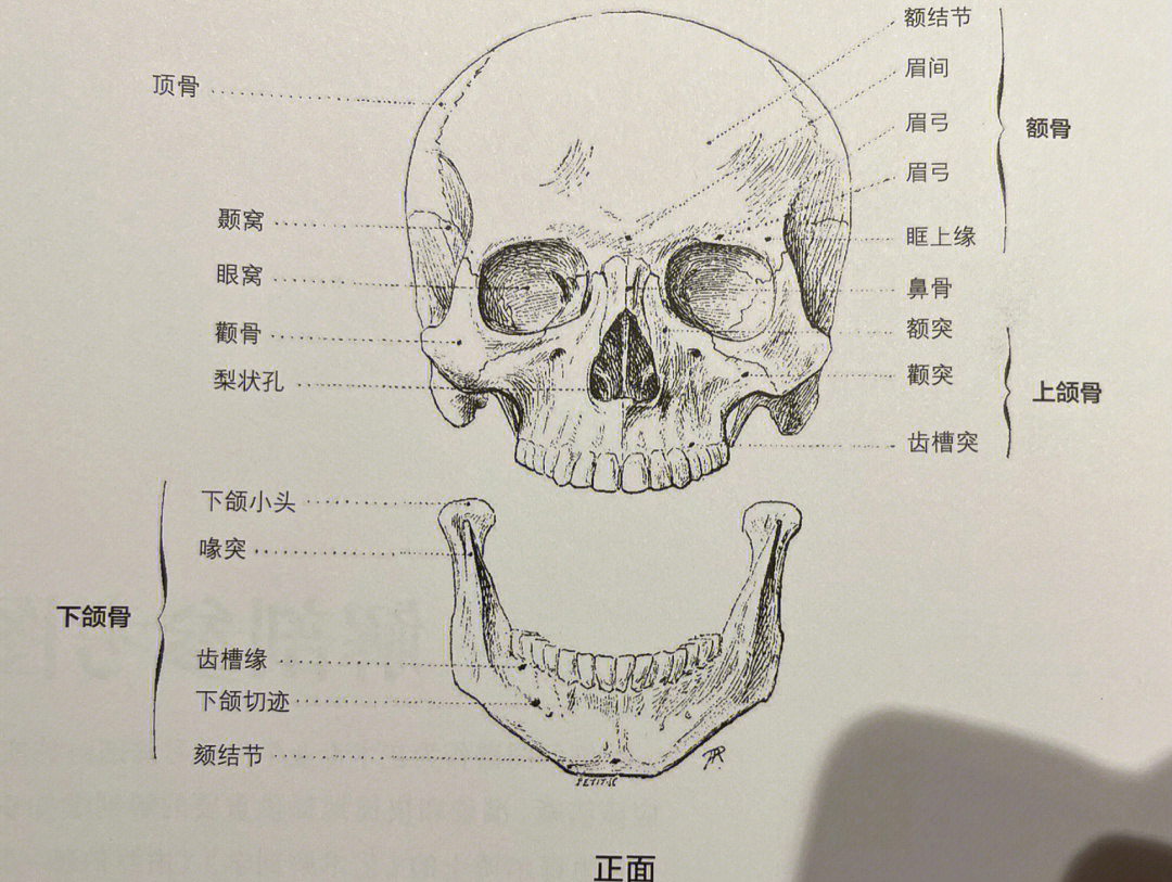 头部的构造图与功能图片