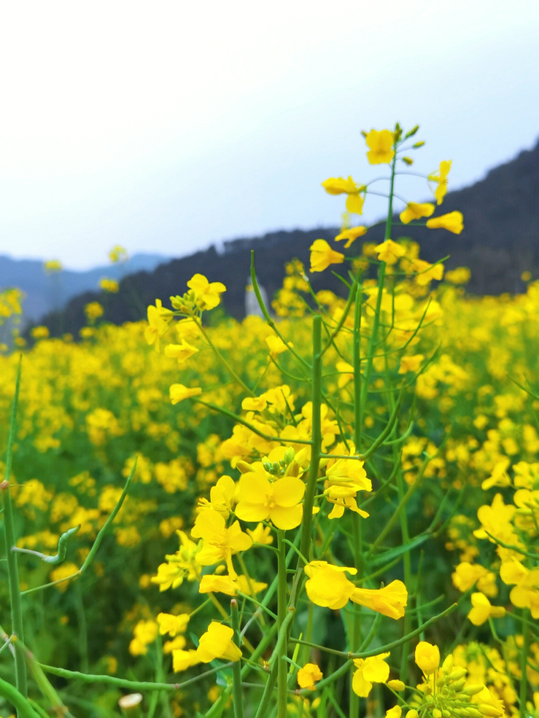 武夷山五夫油菜花图片