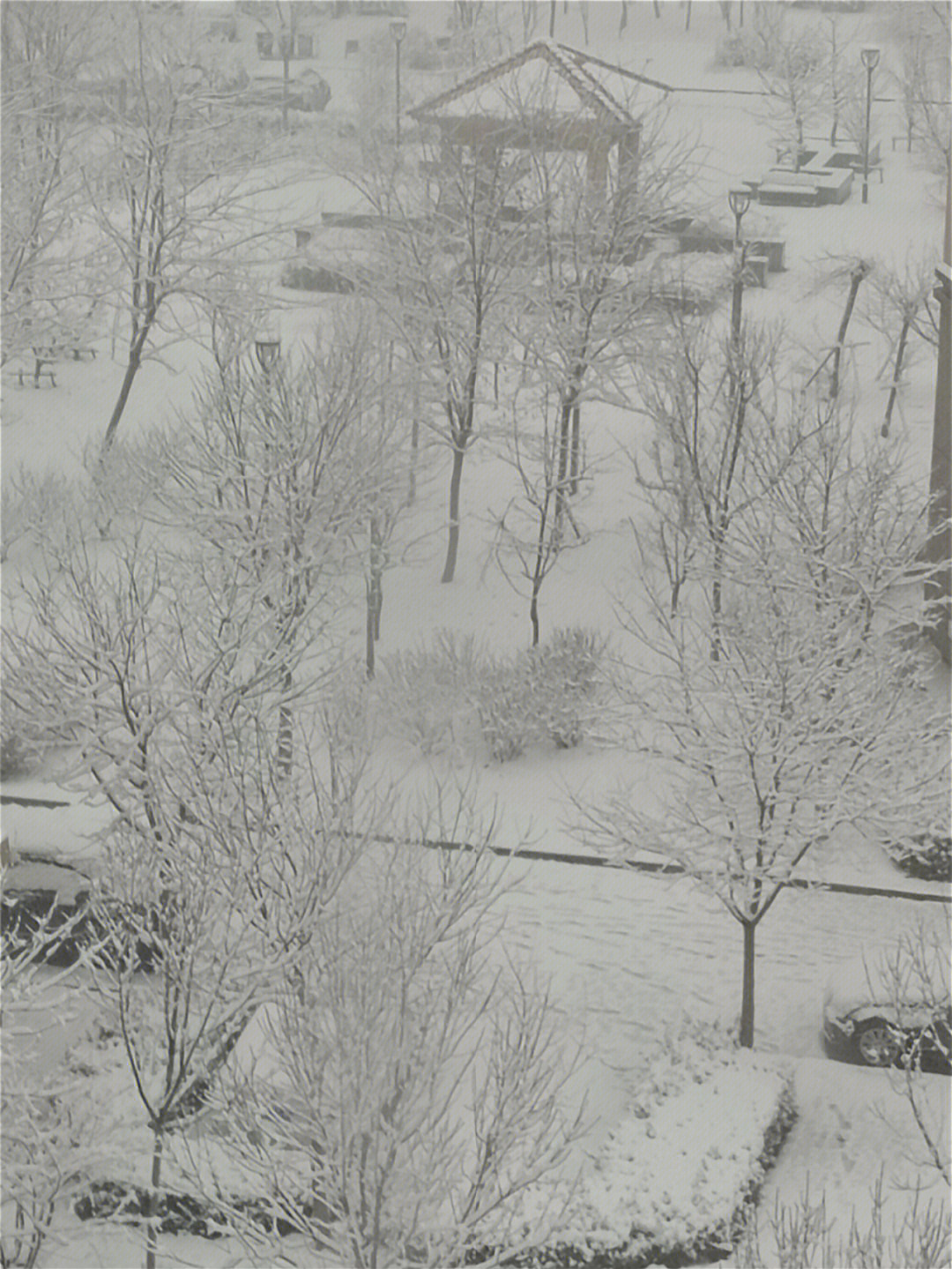 阳春三月雪纷飞