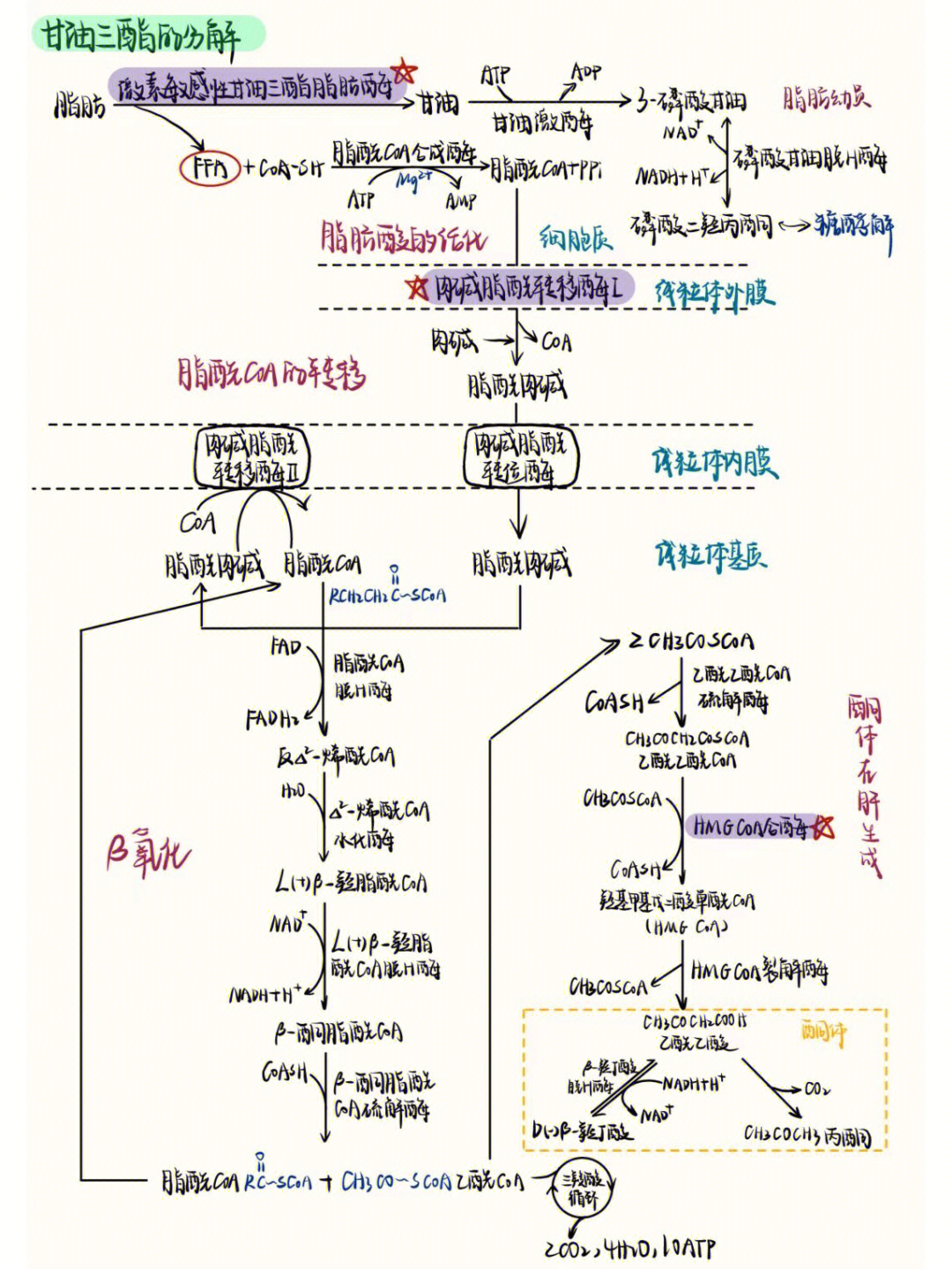 脂代谢流程图