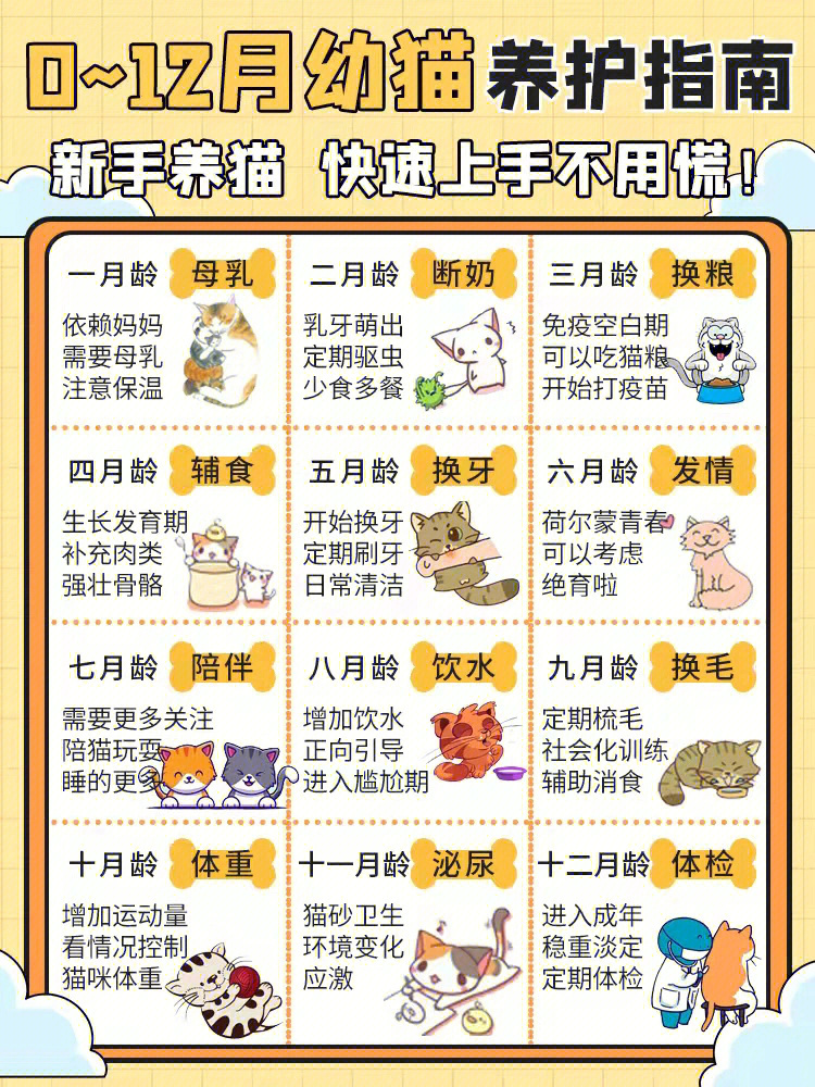 猫食量对照表图片