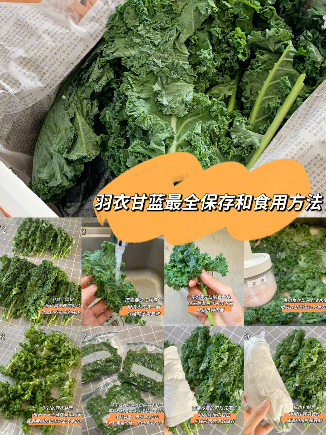 甘蓝菜的功效与作用图片