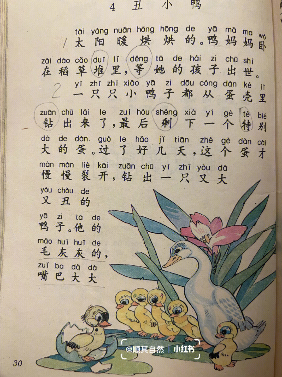 丑小鸭课文原文图片