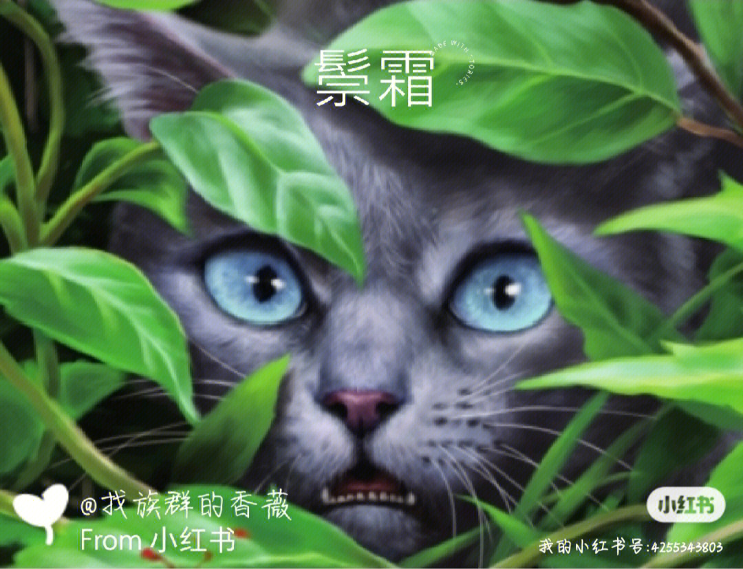 猫武士星花图片