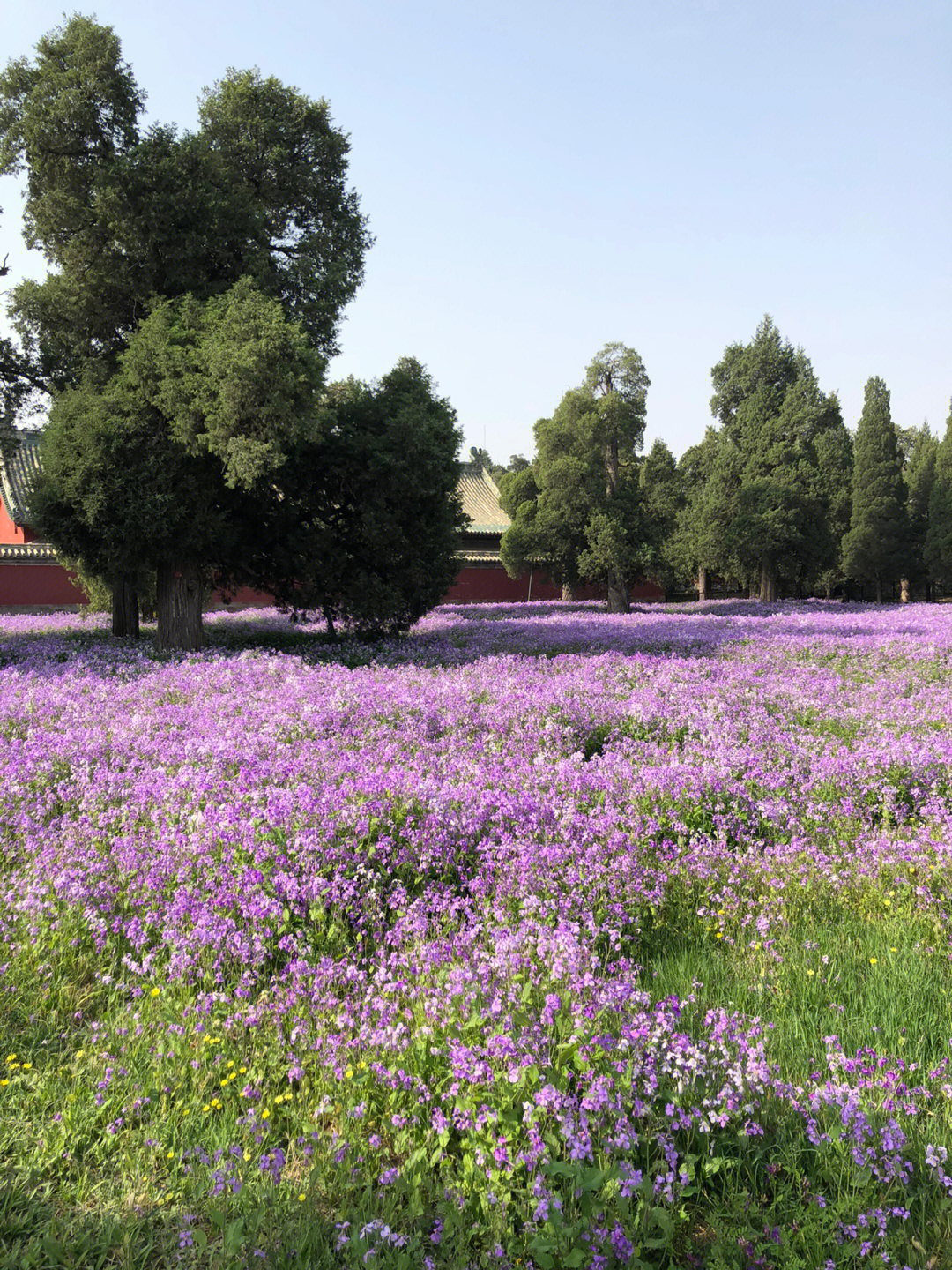 天坛公园赏花图片