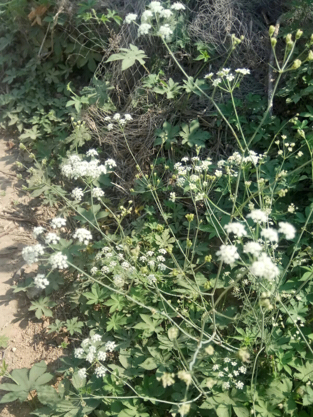 schischk别名:山芹菜,白毛草,铜芸,茴草,百枝,屏风分布:分布于东北