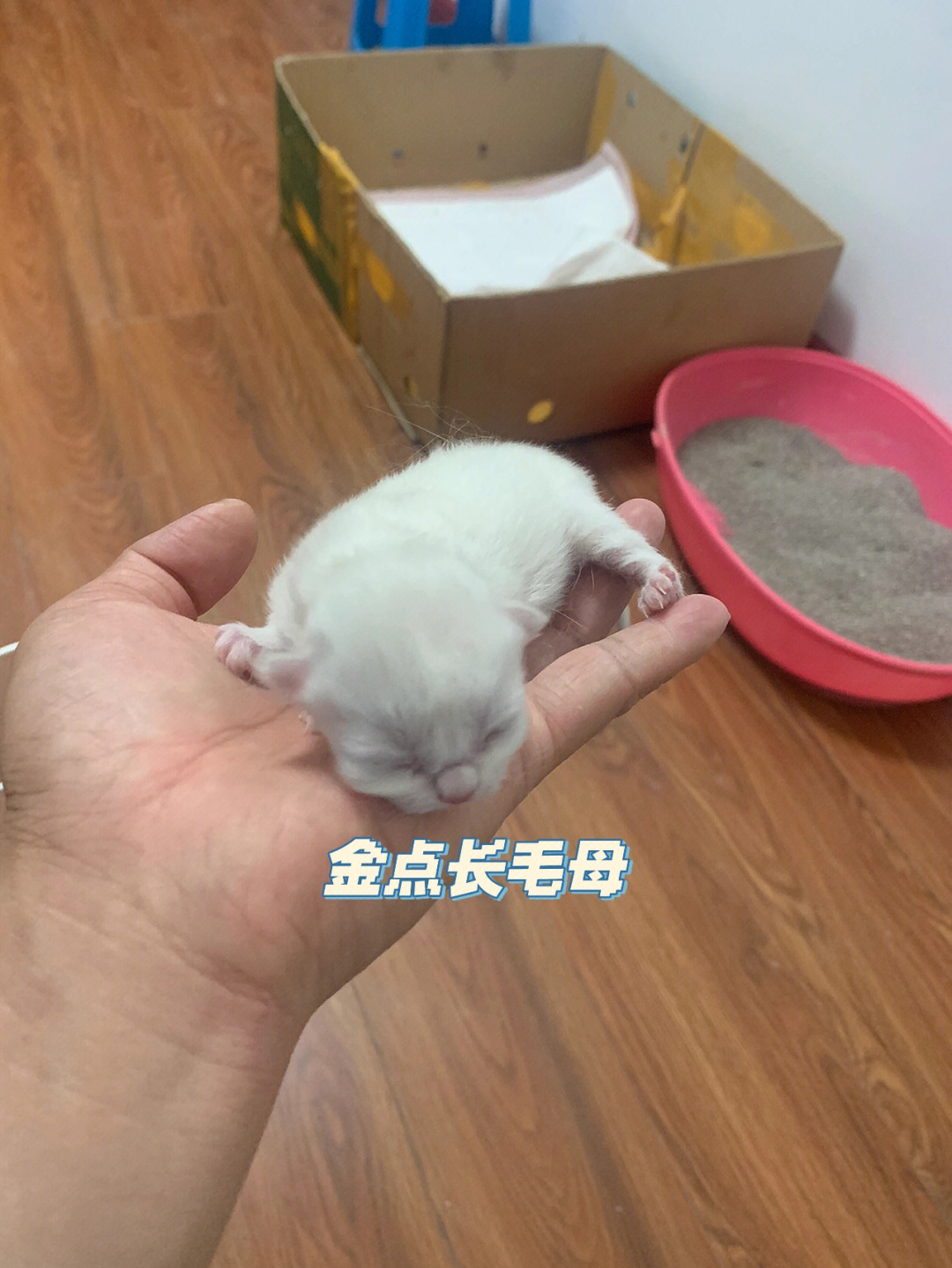 金点猫刚出生的样子图片