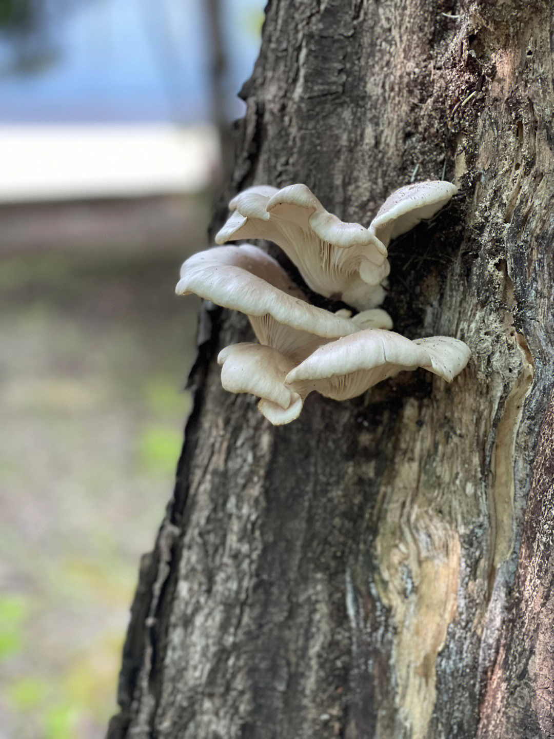 长在树上的蘑菇图片