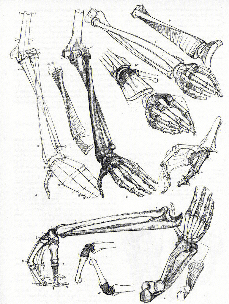 手与手臂骨骼结构图图片