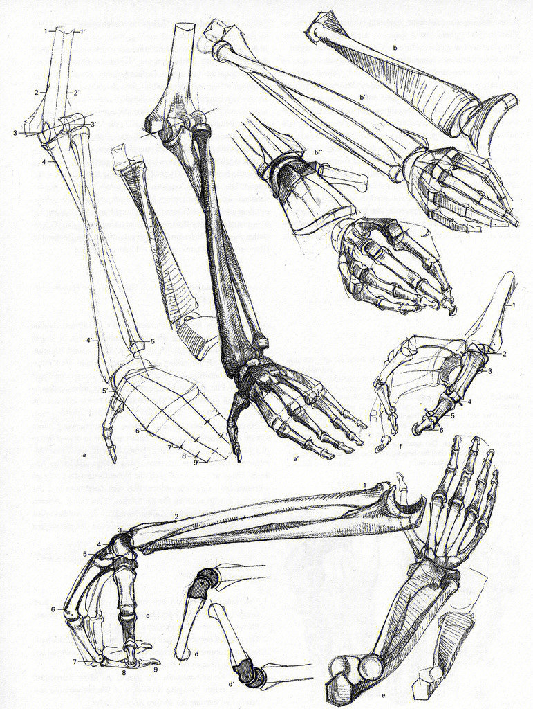 手臂解剖图美术图片
