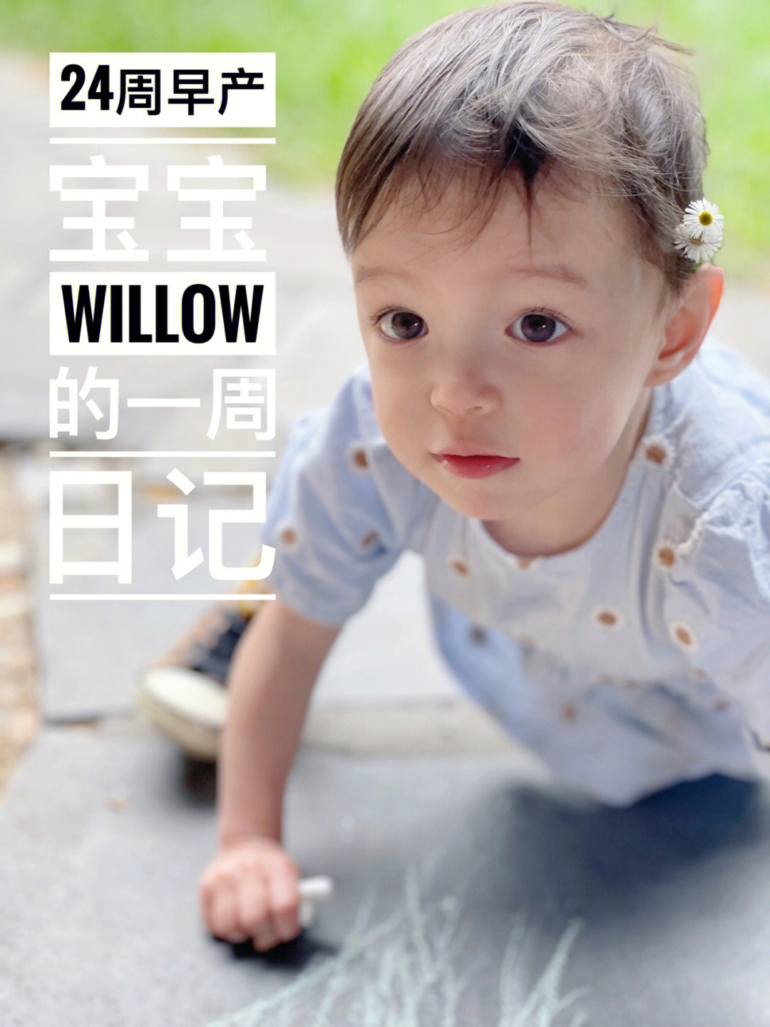 willow简谱图片