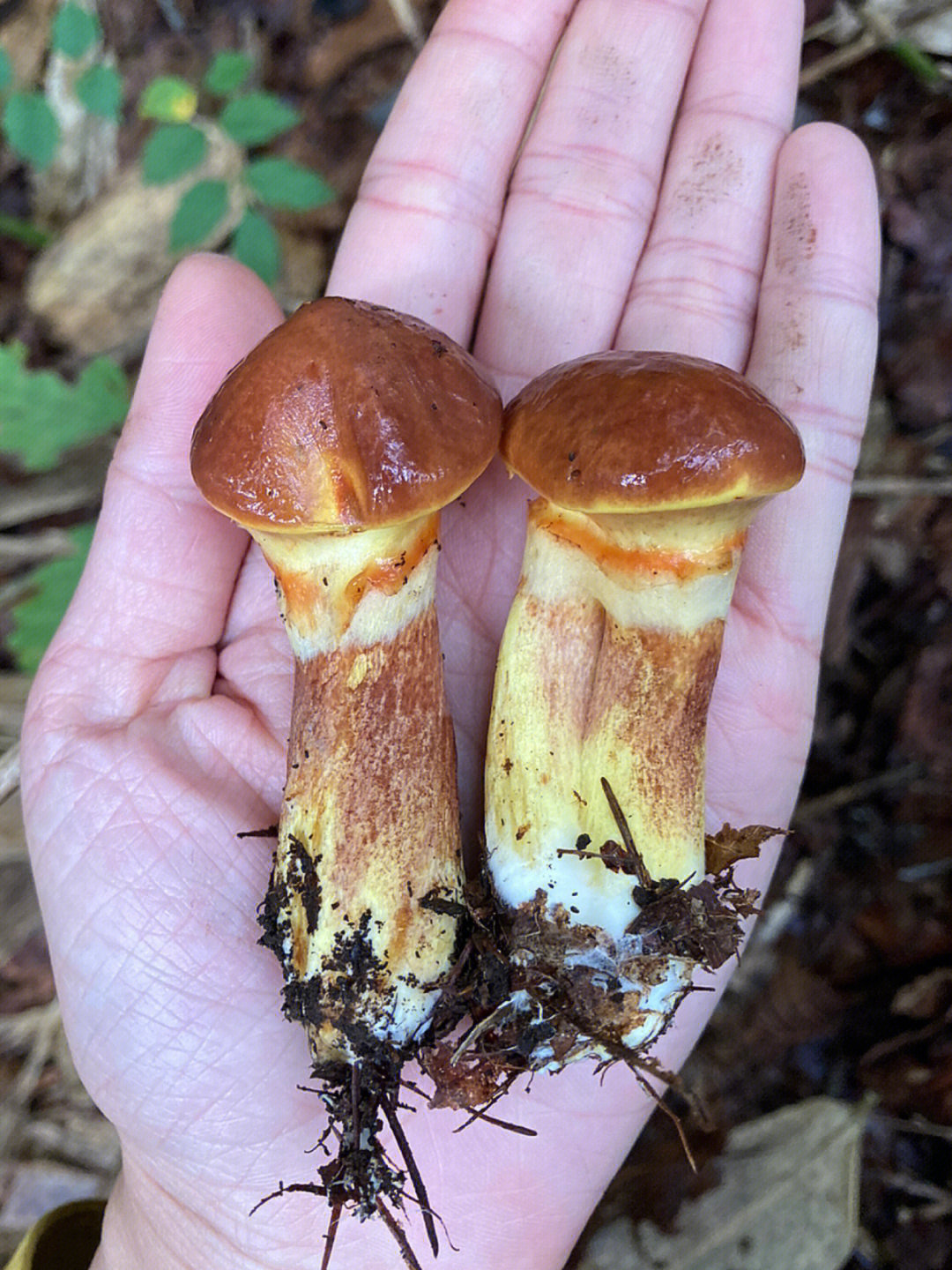 中文貌似是厚环乳牛肝菌(suillus grevillei)?