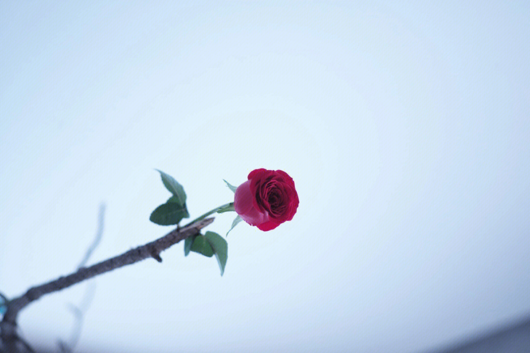 玫瑰花结尾图片