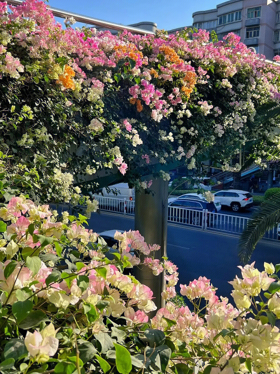 三角梅厦门市花的原因图片