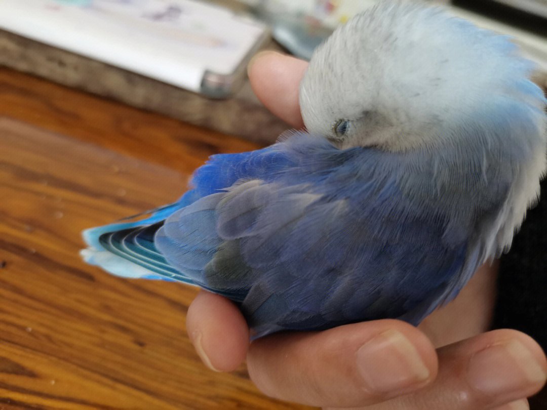 蓝灰牡丹鹦鹉图片