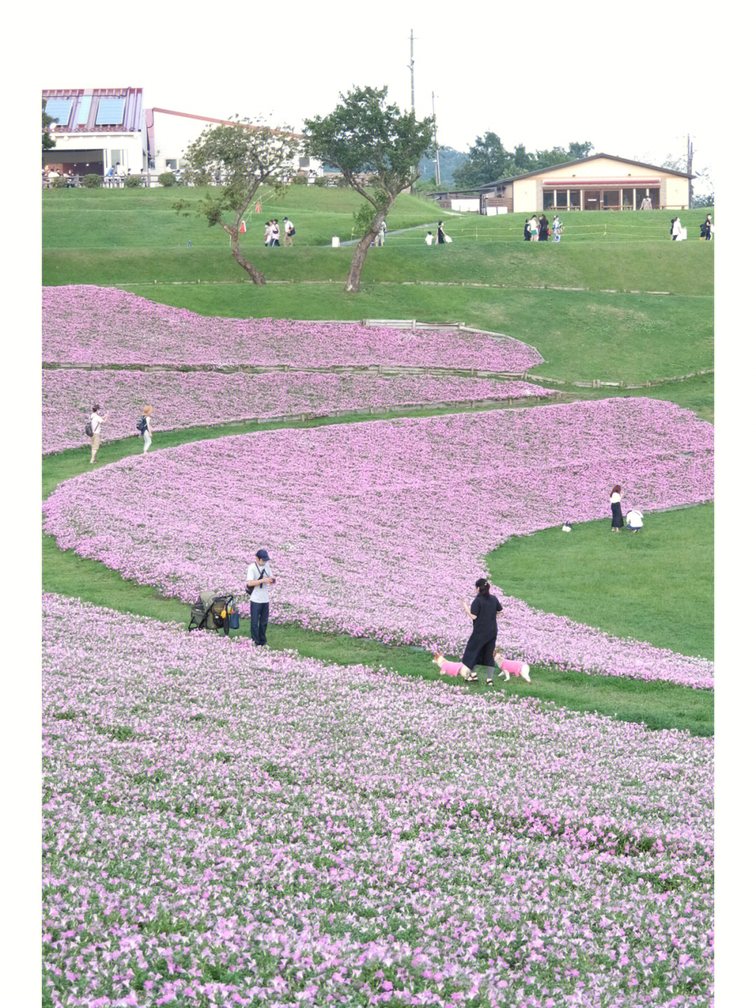 日本マザー牧场