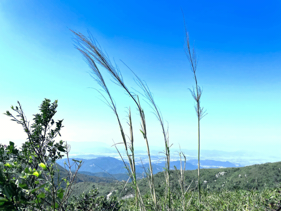 斗门黄杨山公墓地图片