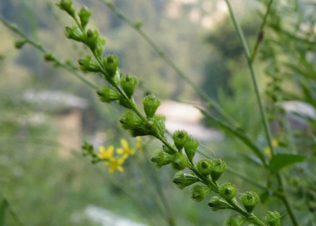 白鹤穿云草药图片图片