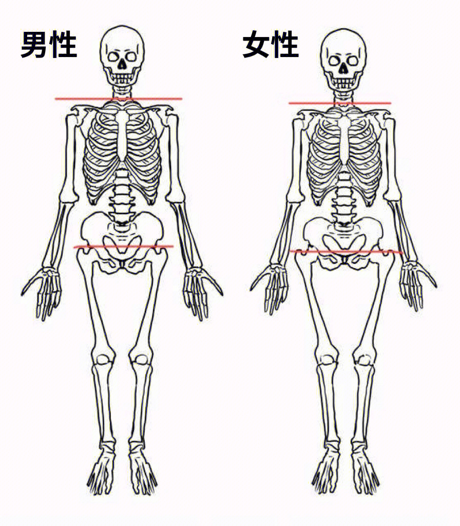 男女骨骼差异图 女性图片
