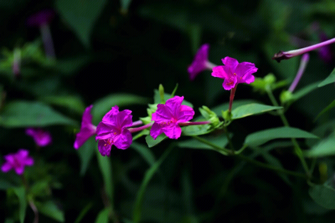 紫茉莉的样子描写图片