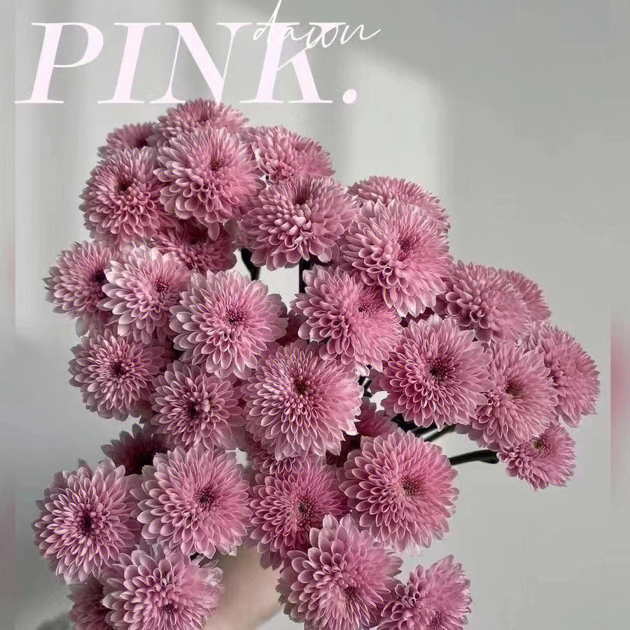 粉色多头小雏菊的花语图片