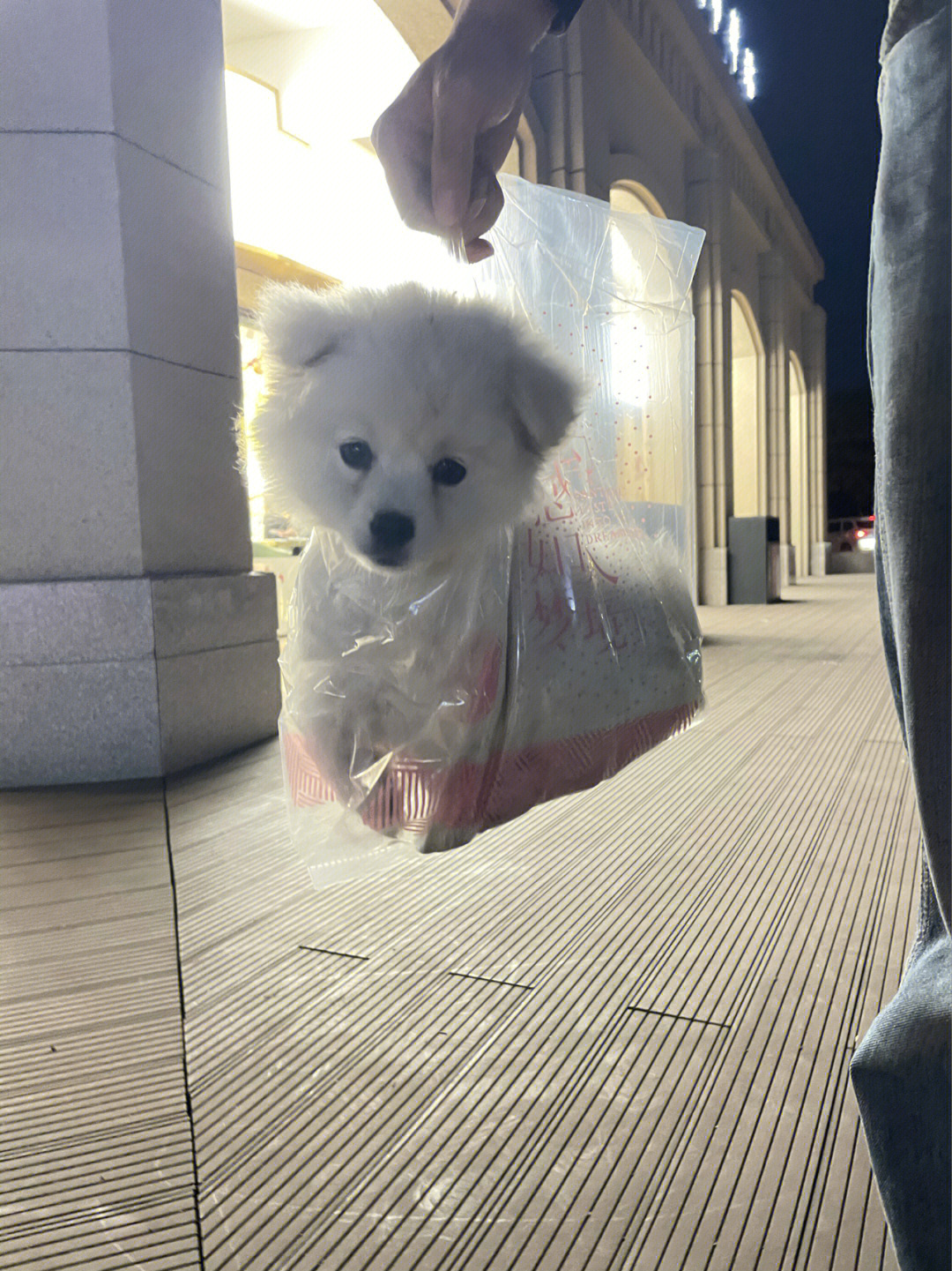 银狐犬