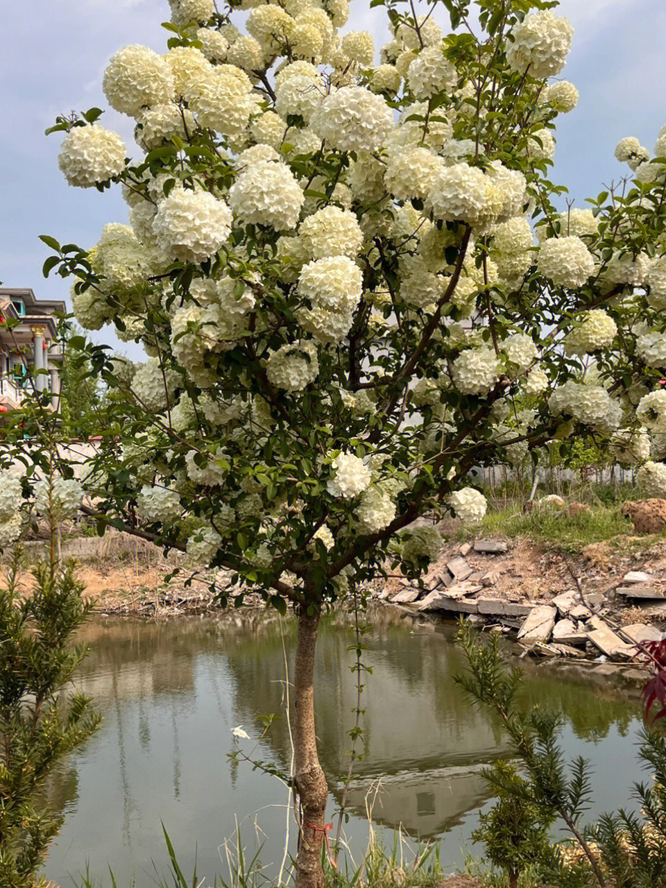 中华木绣球斗球带花苞一图一拍4月22日更新