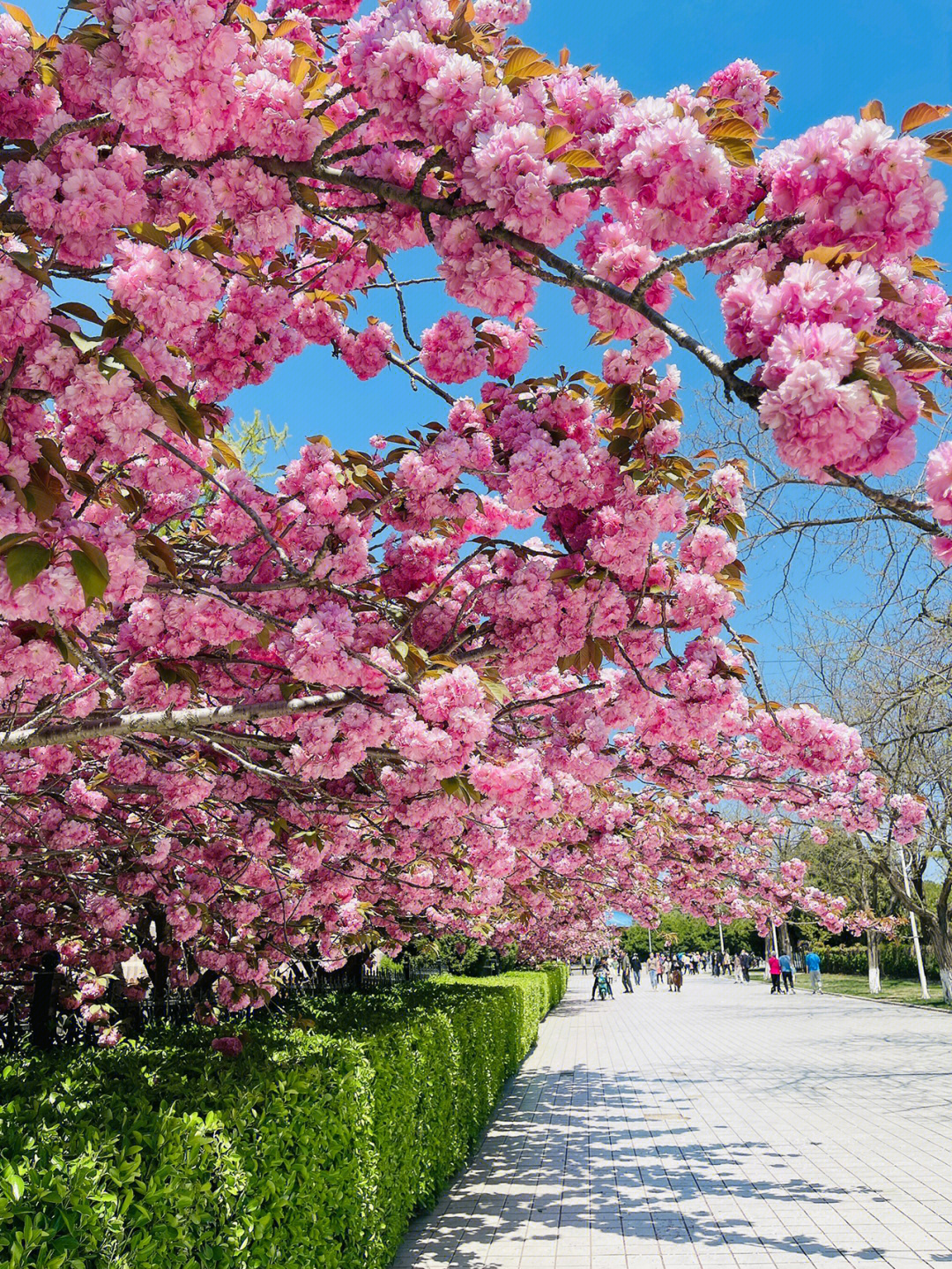 大连国际樱花节图片