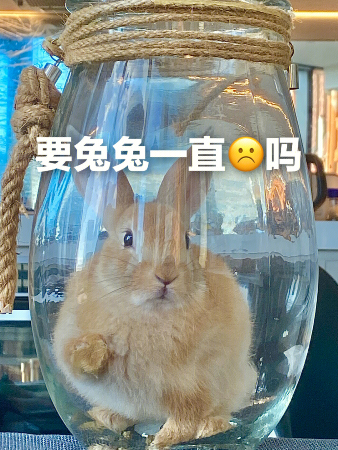 沙雕兔子表情包生成器图片