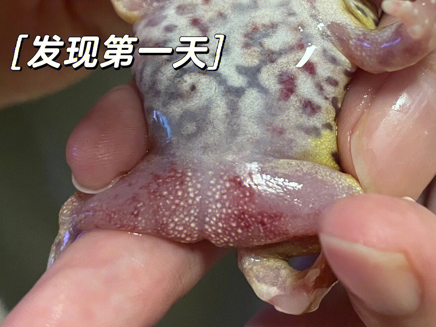 角蛙红腿病症状图片