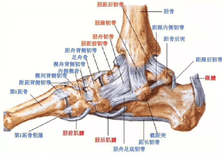 脚腕示意图图片