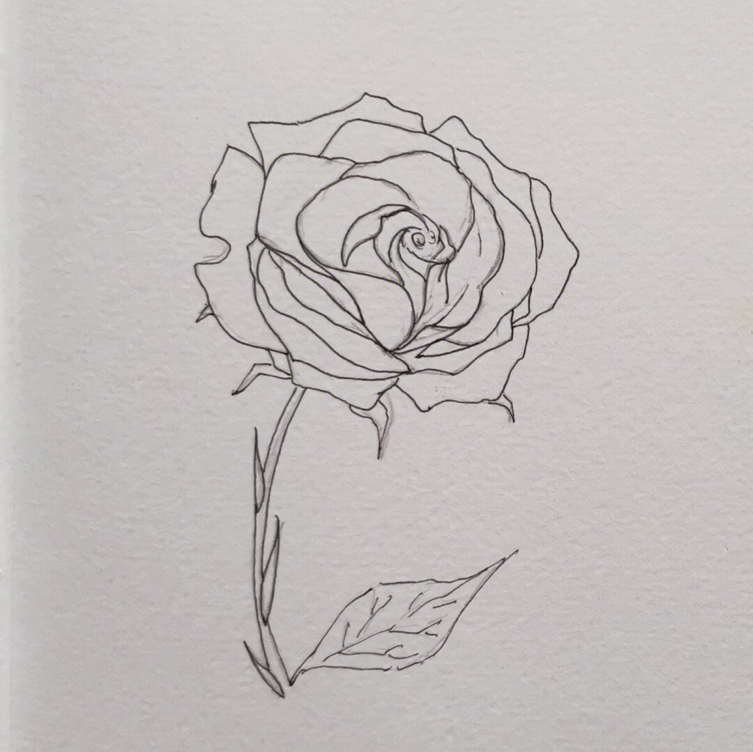 抖音玫瑰花画法图片