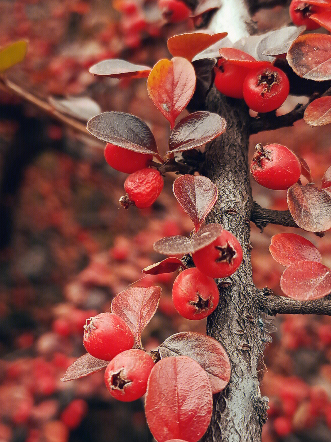 红栒子树图片