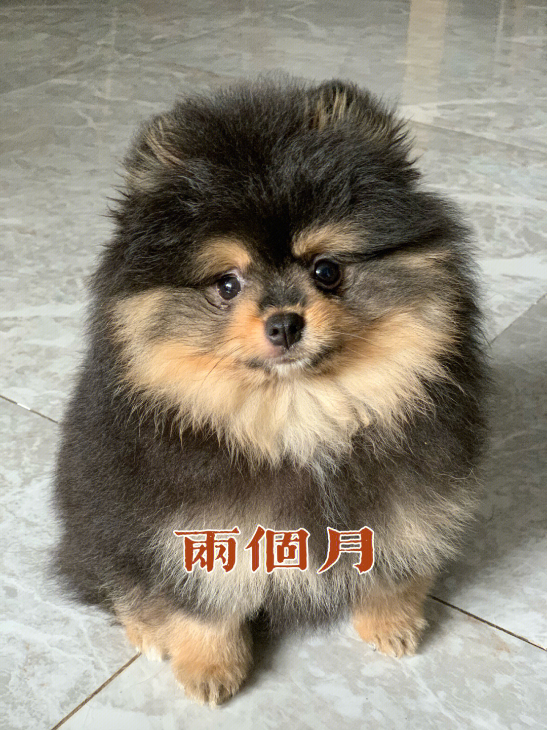 博美犬寿命图片