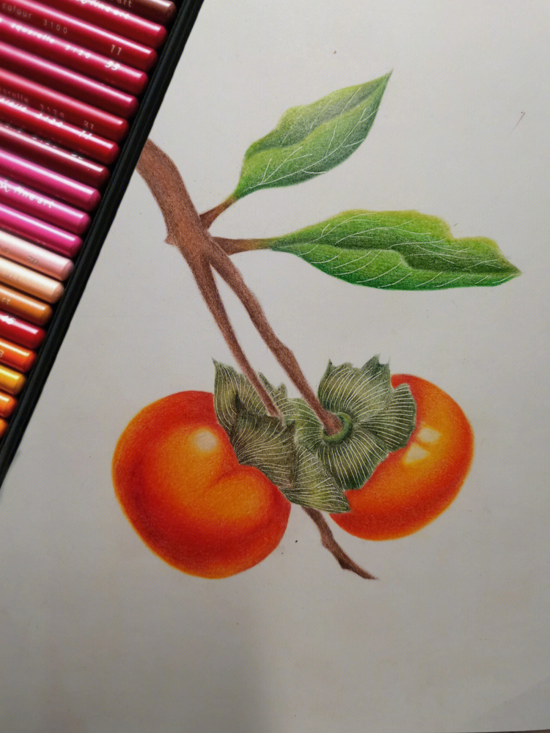 柿子树彩铅画图片