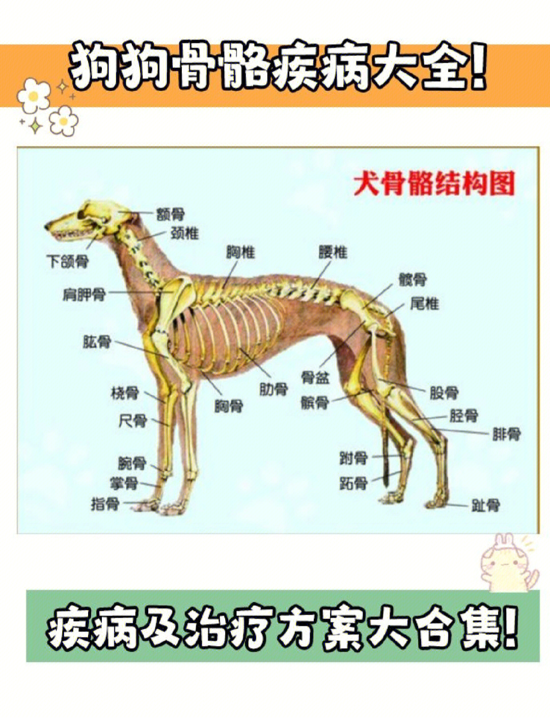 狗骨盆的结构图图片