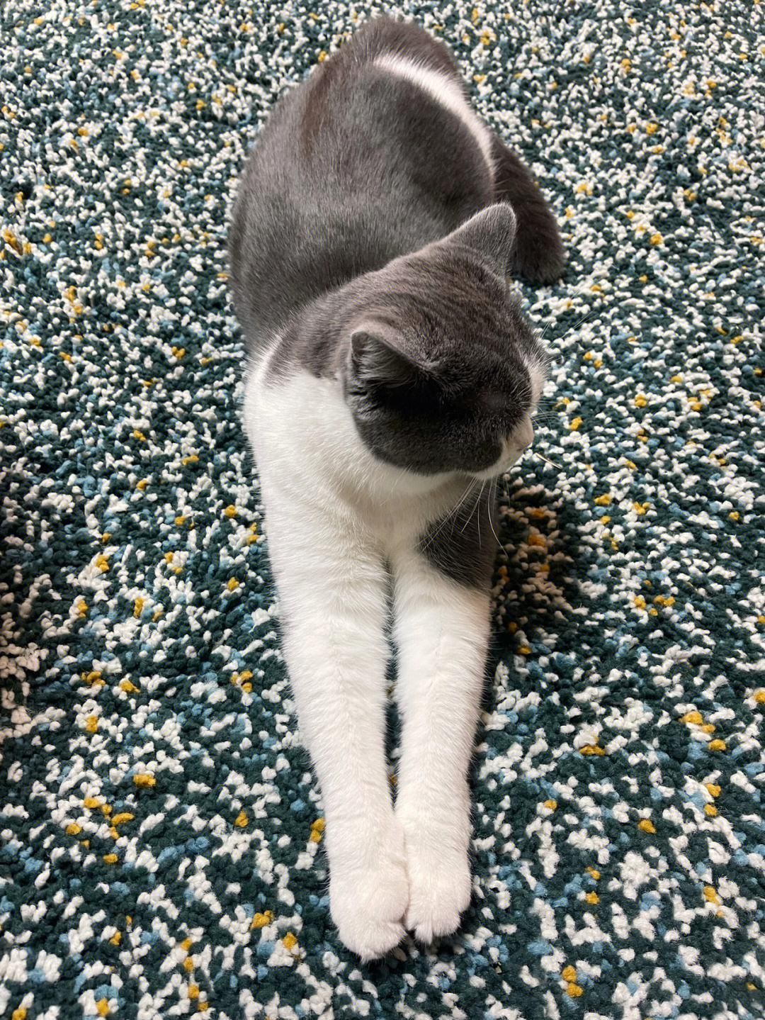 腿最长的猫图片