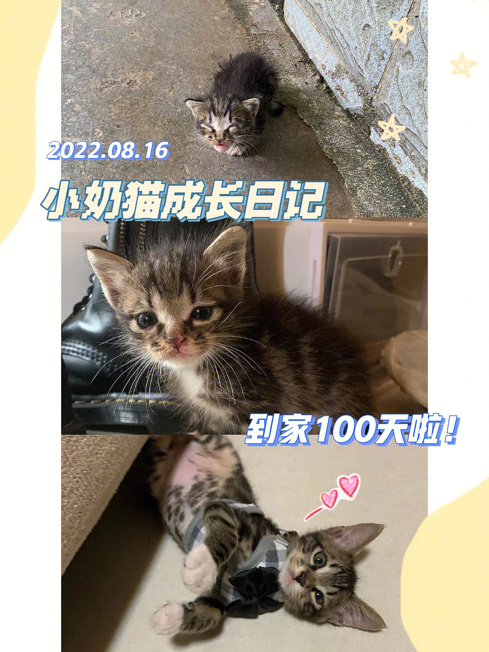 小奶猫回家地址图片