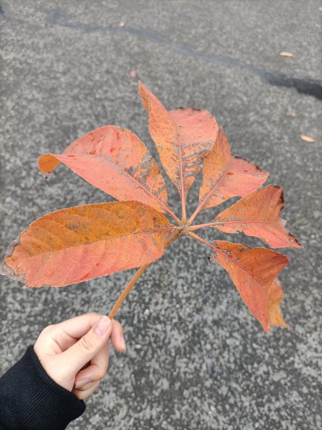 落叶之秋微风徐来所有美好不期而至