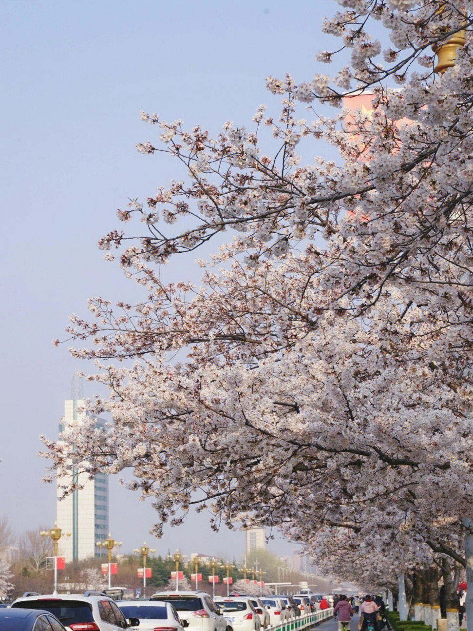 市花 樱花图片